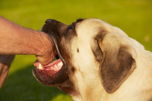 Appalachian Dog Bite Lawyer