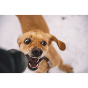 Dog Bite Injury
